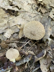 Lycoperdon echinatum