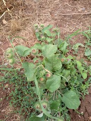 Arctium lappa