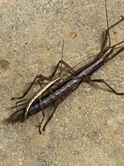 Anisomorpha buprestoides