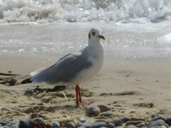 Chroicocephalus ridibundus