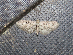 Eupithecia interruptofasciata