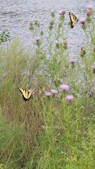 Papilio glaucus