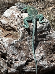 Crotaphytus collaris