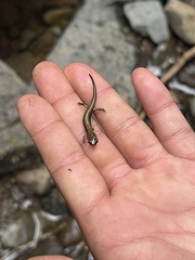 Plethodon dunni