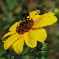 Copestylum violaceum
