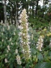 Agastache scrophulariifolia
