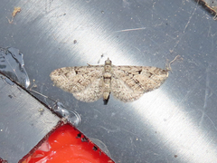 Eupithecia interruptofasciata
