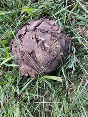 Calvatia cyathiformis