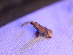 Eulogia ochrifrontella