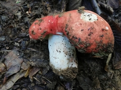 Russula lepida