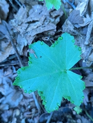 Hydrophyllum canadense