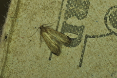 Macrochilo orciferalis