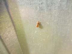 Chrysomelidae