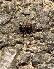 Formica pallidefulva
