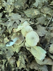 Marasmius nigrodiscus