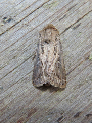 Agrotis venerabilis