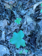 Hydrophyllum canadense