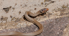 Hierophis viridiflavus