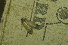 Macrochilo orciferalis