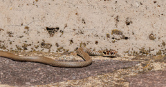Hierophis viridiflavus