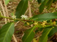 Cyclophyllum schultzii