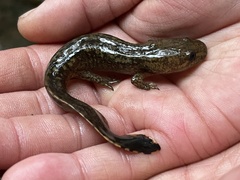 Dicamptodon tenebrosus