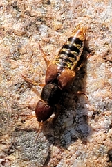 Platydracus immaculatus