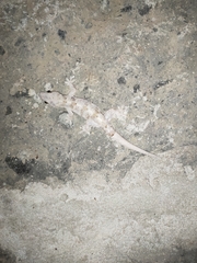 Hemidactylus mabouia