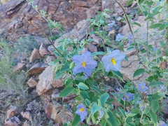 Solanum hindsianum