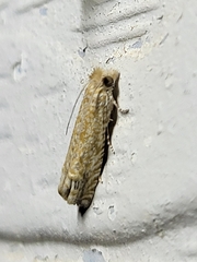 Pelochrista comatulana