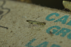 Caloptilia
