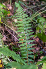Polystichum braunii
