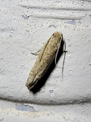 Pelochrista comatulana