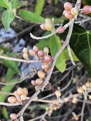 Elaeagnus