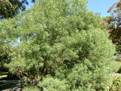 Fraxinus greggii