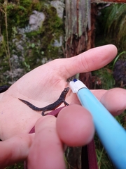 Ichthyosaura alpestris