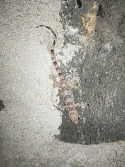 Hemidactylus mabouia