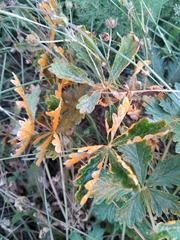 Phragmidium potentillae