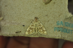 Lygropia rivulalis