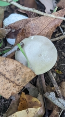Clitocybe odora