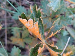 Phragmidium potentillae