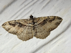 Costaconvexa centrostrigaria