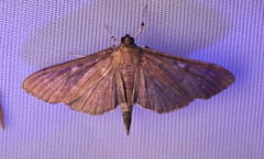 Herpetogramma sphingealis