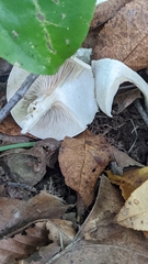 Clitocybe odora
