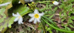 Nymphoides indica
