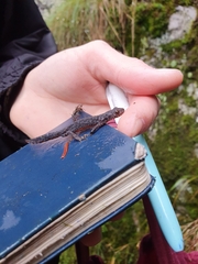 Ichthyosaura alpestris