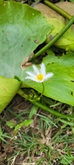 Nymphoides indica