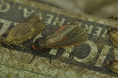 Virbia laeta