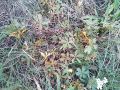 Phragmidium potentillae