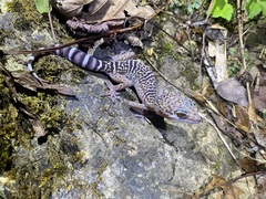Goniurosaurus varius
